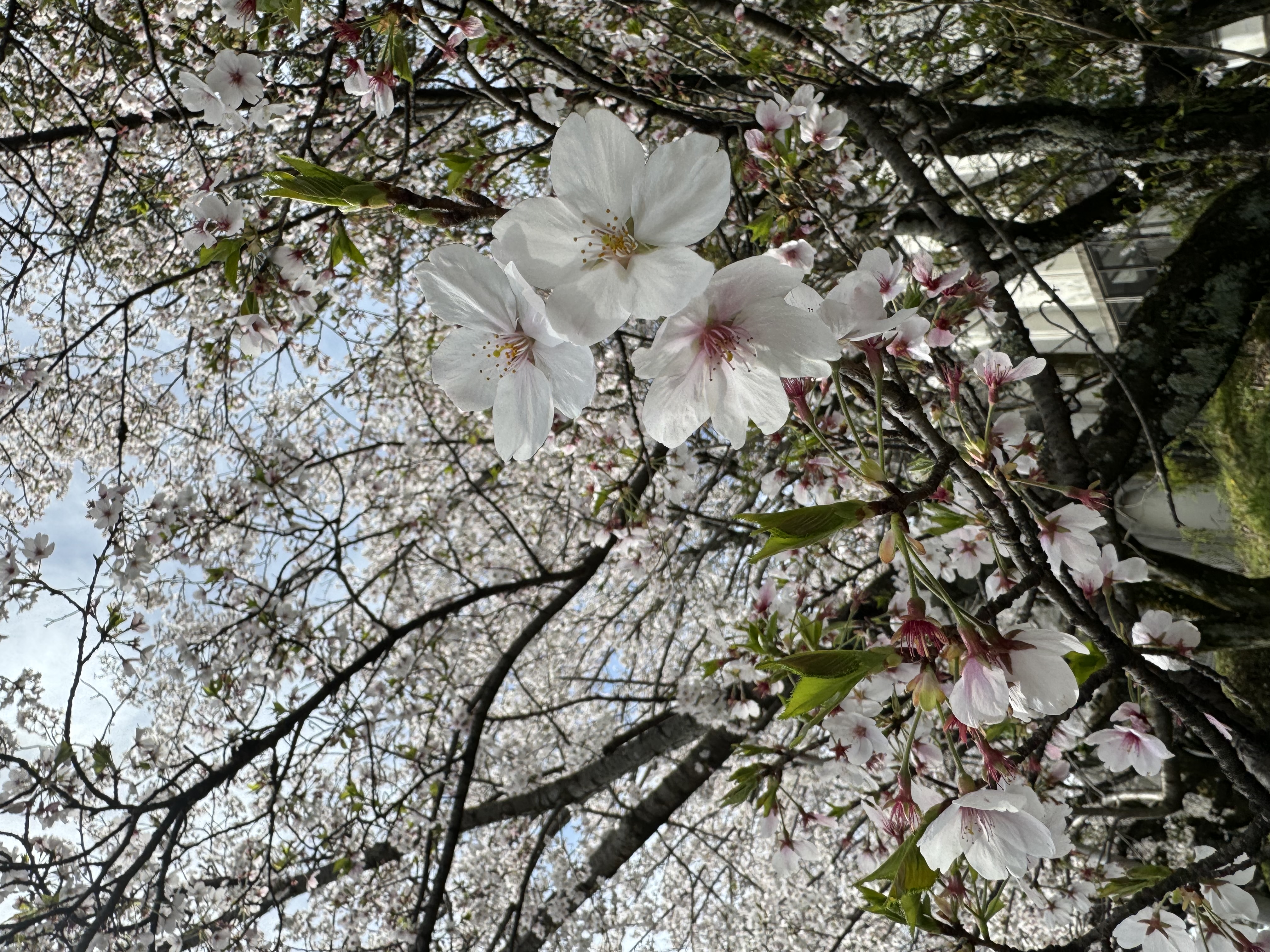 入学式の季節です！