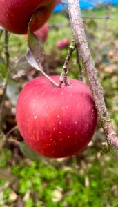 噛み癖、深爪の方必見 深爪矯正が大事 自爪育成サロン 瑞穂市ネイルサロン#岐阜ネイルサロン #大垣ネイルサロン #完全個室ネイルサロン #グリーンネイル補修 #美爪育成サロン #貝爪 #深爪 #自爪育成サロン #爪の形を綺麗にするサロン #ルビケイト岐阜講師